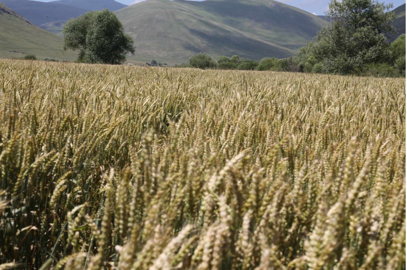 Akhaltsikhe Tsiteli Doli is on the agricultural radar again